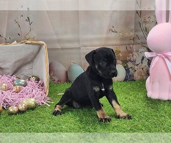 Medium Photo #8 Catahoula Leopard Dog Puppy For Sale in CUMBY, TX, USA