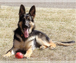 Small Photo #1 German Shepherd Dog Puppy For Sale in EDGEWOOD, IA, USA