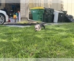 Small Photo #18 American Bully Puppy For Sale in OVERLAND, KS, USA