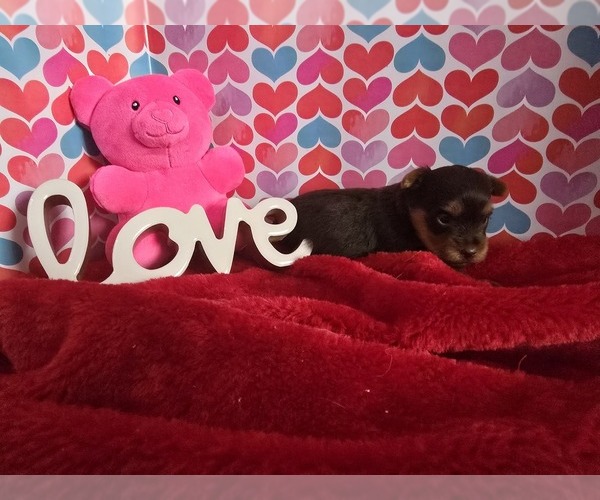 Medium Photo #1 Yorkshire Terrier Puppy For Sale in ALEXANDRIA, IN, USA