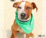Small #9 Red Heeler Mix