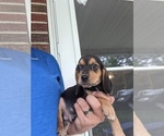Small Photo #1 Beagle Puppy For Sale in SPENCER, TN, USA