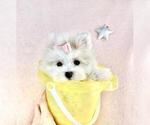 Small Photo #8 Maltese Puppy For Sale in FORT LAUDERDALE, FL, USA