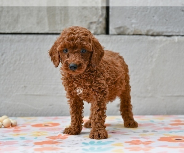 Medium Photo #3 Poodle (Miniature) Puppy For Sale in MILLERSBURG, OH, USA