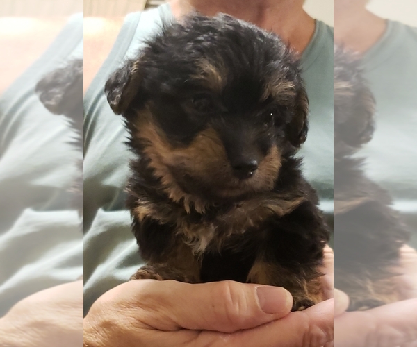Medium Photo #2 Poodle (Toy)-Yorkshire Terrier Mix Puppy For Sale in FLOYDS KNOBS, IN, USA