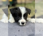 Small Photo #18 Border Collie Puppy For Sale in CAMAS, WA, USA