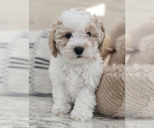 Zuchon Puppy for sale in NORTH LAWRENCE, OH, USA