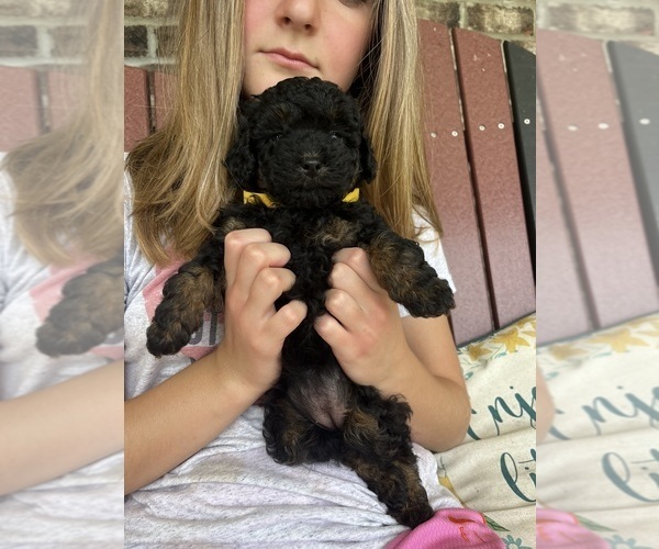 Medium Photo #5 Poodle (Toy) Puppy For Sale in OLIVE HILL, KY, USA