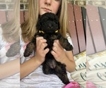 Small #4 Poodle (Toy)