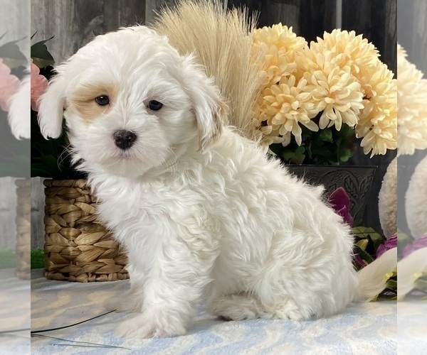 Medium Photo #2 ShihPoo Puppy For Sale in CANOGA, NY, USA