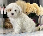 Small #1 ShihPoo