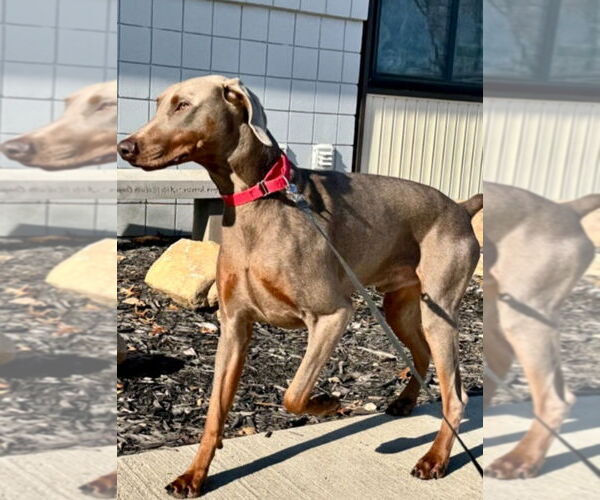 Medium Photo #1 Doberman Pinscher Puppy For Sale in Buffalo, MN, USA