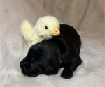 Small #4 Golden Labrador