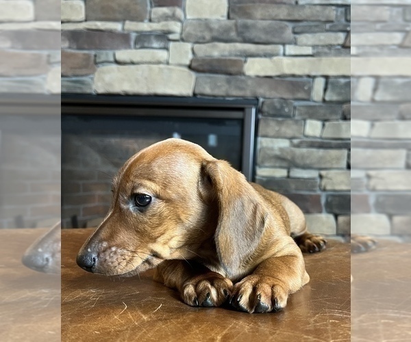 Medium Photo #7 Dachshund Puppy For Sale in NOBLESVILLE, IN, USA
