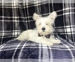 Small #8 West Highland White Terrier