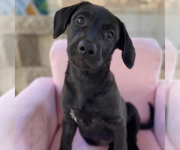 Medium Photo #4 Labrador Retriever-Unknown Mix Puppy For Sale in San Diego, CA, USA