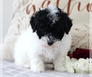Poodle (Miniature) Puppy for sale in FREDERICKSBURG, OH, USA
