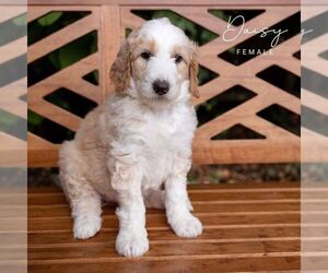 Goldendoodle Dog for Adoption in LUSBY, Maryland USA