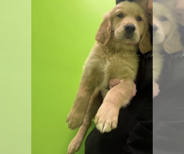 Medium Photo #25 Golden Retriever Puppy For Sale in BOILING SPGS, SC, USA