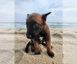 Malinois Puppy for sale in NANTUCKET, MA, USA