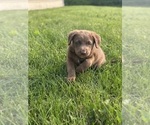 Small #3 Chesapeake Bay Retriever