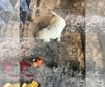 Small #1 Labrador Retriever