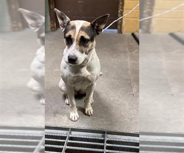 Medium Photo #1 Australian Cattle Dog-Unknown Mix Puppy For Sale in Stockton, CA, USA