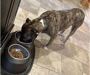 Princess - Female Staffordshire Bull Terrier-Unknown Mix Dog for Adoption - Photo #8