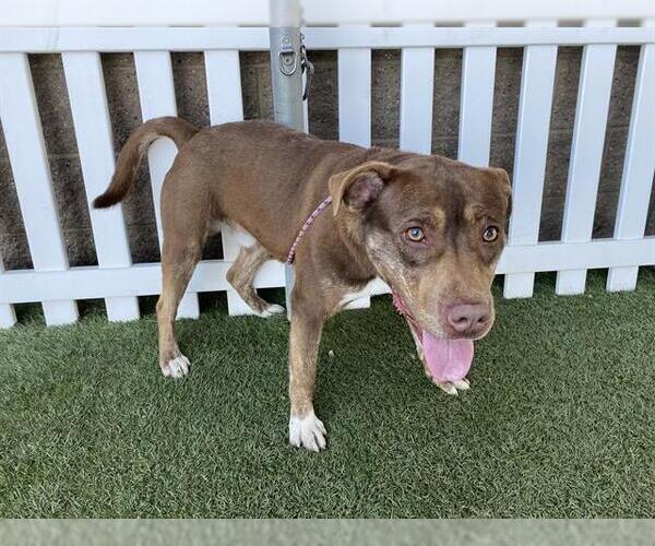 Medium Photo #1 Mutt Puppy For Sale in Modesto, CA, USA