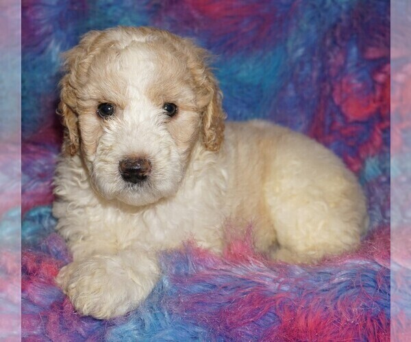 Medium Photo #6 Miniature Labradoodle Puppy For Sale in LA HABRA, CA, USA