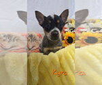 Small Photo #3 Mutt Puppy For Sale in Foristell, MO, USA