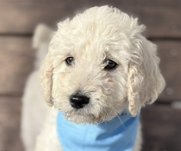 Medium Photo #1 Goldendoodle mix (+ Poodle Standard) Puppy For Sale in MAYNARDVILLE, TN, USA