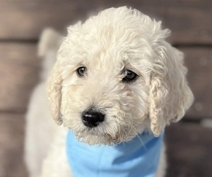 Goldendoodle mix (+ Poodle Standard) Puppy for sale in MAYNARDVILLE, TN, USA