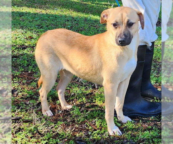 Medium Photo #4 Mutt Puppy For Sale in Wetumpka, AL, USA