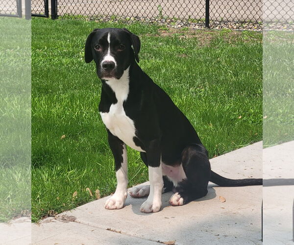 Medium Photo #7 American Staffordshire Terrier-Unknown Mix Puppy For Sale in Princeton, MN, USA