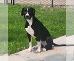 Small #6 American Staffordshire Terrier Mix