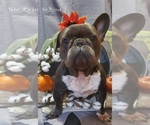 Small Photo #1 French Bulldog Puppy For Sale in INVERNESS, FL, USA