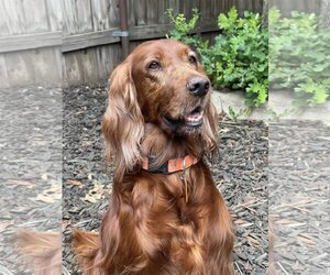 Irish Setter Dogs for adoption in Denton, TX, USA