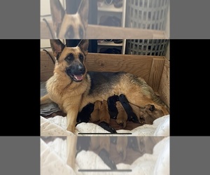 Mother of the Golden Shepherd puppies born on 03/27/2022