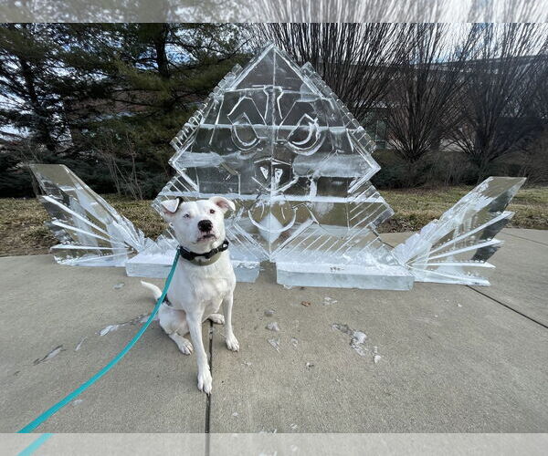 Medium Photo #4 Catahoula Leopard Dog-Unknown Mix Puppy For Sale in Highland, IL, USA