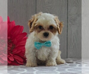 Cavachon-Cavalier King Charles Spaniel Mix Puppy for sale in GORDONVILLE, PA, USA