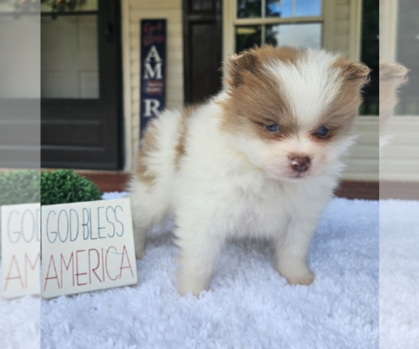 Medium Photo #19 Pomeranian Puppy For Sale in PALM BEACH, FL, USA