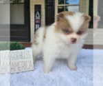 Small #18 Pomeranian
