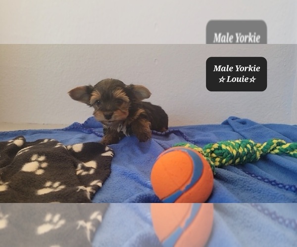 Medium Photo #3 Yorkshire Terrier Puppy For Sale in TUCSON, AZ, USA