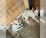 Small #5 American Pit Bull Terrier Mix