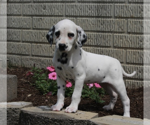 Medium Photo #2 Dalmatian Puppy For Sale in FREDERICKSBURG, OH, USA