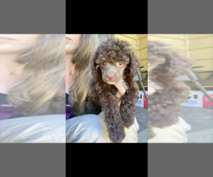 Poodle (Toy) Puppy for sale in VENETA, OR, USA