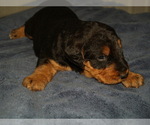 Small Photo #21 Airedale Terrier Puppy For Sale in CHARLESTOWN, IN, USA