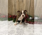 Small Photo #2 Boston Terrier Puppy For Sale in MYRTLE, MO, USA