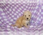 Small Photo #6 Poodle (Standard) Puppy For Sale in BLOOMINGTON, IN, USA